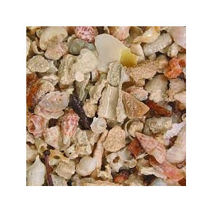 Aruba Puka Shell - 1