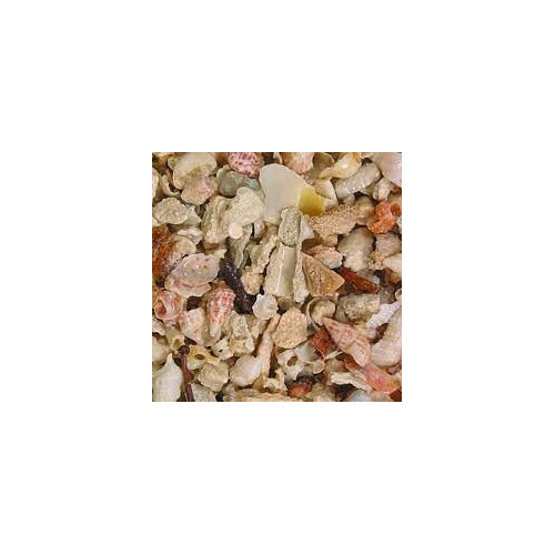 Aruba Puka Shell - 1