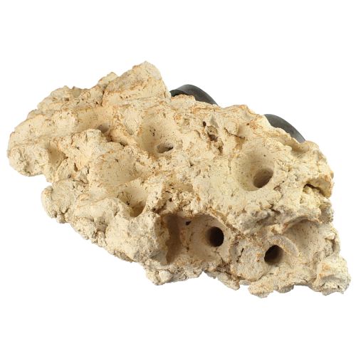 Coral Rack long - 2