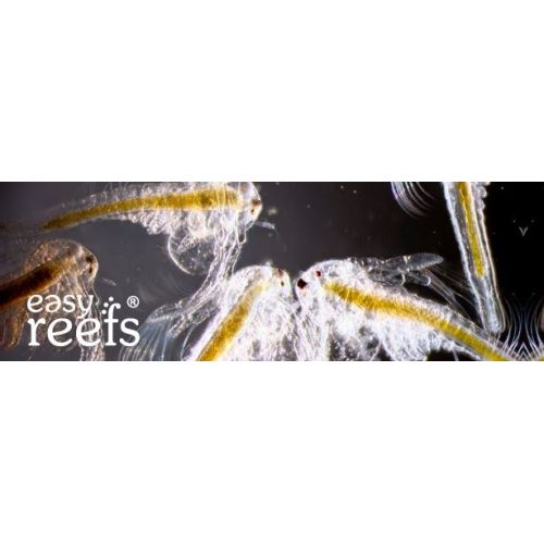 Easy reefs Artemia 15 gr - 2