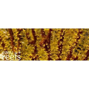 Easy reefs Corales 15 gr - 1 2