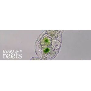 Easy reefs Rotífero 15 gr - 1 2