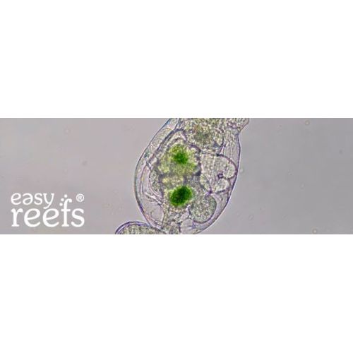 Easy reefs Rotífero 15 gr - 2
