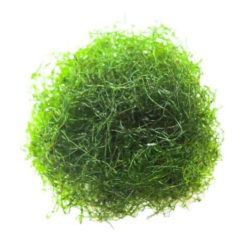 Chaetomorpha - 1