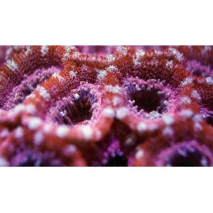 Nano-Tech Clear Cube (8 Unid.) - 1 2