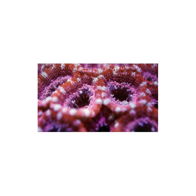 Nano-Tech Clear Cube (8 Unid.) - 2