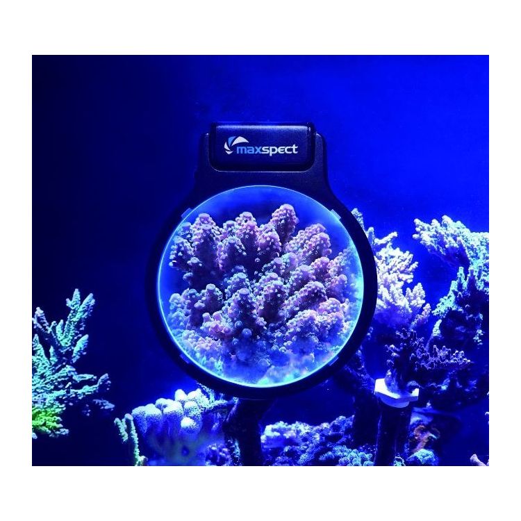 PASTEL REEF MAGNIFIER "L" - 2